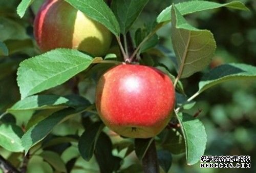 养生指南:吃苹果的时间你控制好了吗?