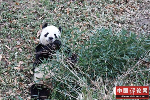 熊猫“美香”在国家动物园熊猫馆外的庭院里吃竹子。摄影:高石