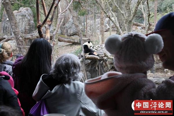 民众在熊猫馆前观看“贝贝”享用“水果冰淇淋”。摄影:高石
