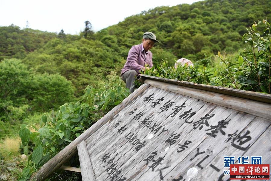 (新华全媒头条·图文互动)(10)问“江”哪得清如许——生态文明建设的“新安江实践”